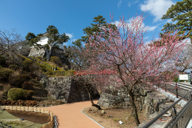 「第５５回小田原梅まつり」開催（曽我梅林と小田原城址公園）